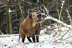 wild boar