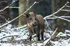 wild boar