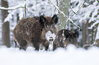 boars