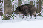 boar