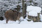 boar