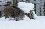 boar