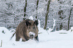 boar