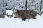 boar