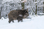 boar