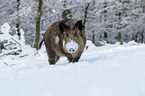 boar