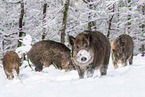 boars
