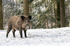 boar