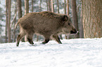 boar