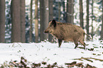 boar
