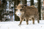 boar