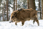 boar