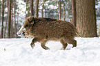 boar