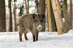 boar