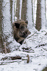 boar
