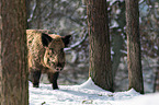 boar
