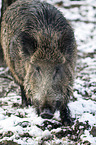 wild boar