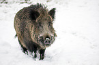 wild boar