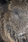 wild boar