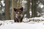 wild boar