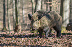 wild boar