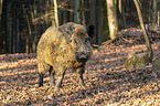 wild boar