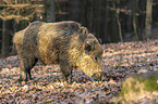 wild boar