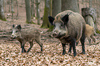 wild boar