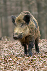 wild boar