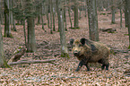 wild boar