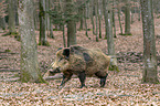 wild boar