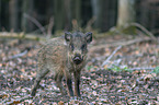 wild boar