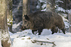Wild Boar in the snowy forest