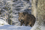 Wild Boar in the snowy forest