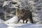 Wild Boar in the snowy forest