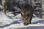 Wild Boar in the snowy forest