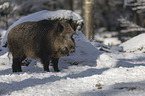 Wild Boar in the snowy forest