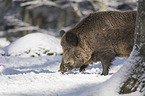 Wild Boar in the snowy forest
