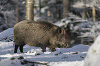 Wild Boar in the snowy forest