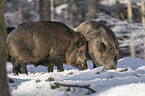 Wild Boars in the snowy forest
