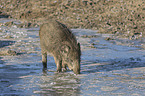 wild boar at the water