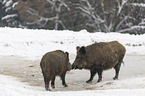 wild boars at the water