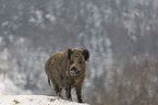 wild boar in the snow