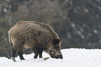 wild boar in the snow