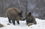 wild boars in the snow