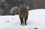 wild boars in the snow