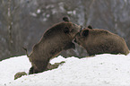wild boars in the snow