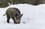 wild boar in the snow