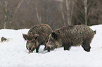 wild boars in the snow