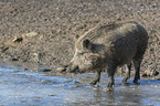 wild boar at the water